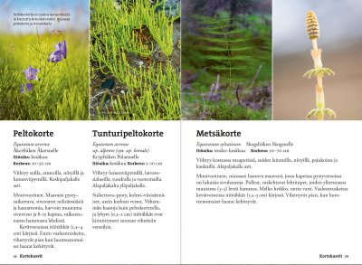 Vaeltajan tunturikasvio