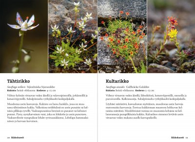 Vaeltajan tunturikasvio