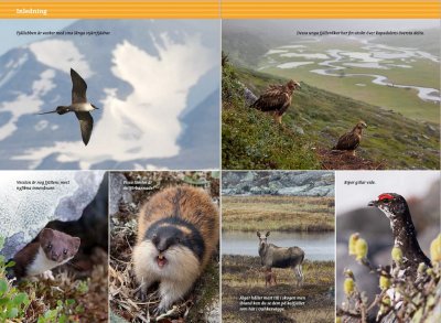 Fjällvandra i Sarek